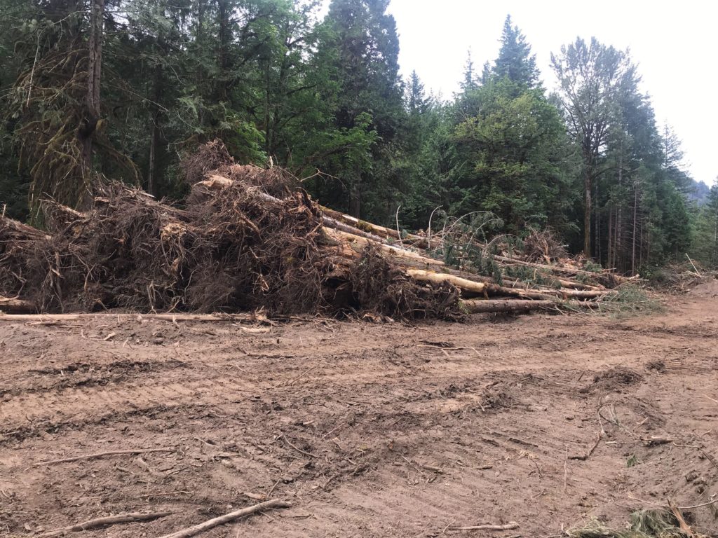 Decked large wood in dewatered floodplain